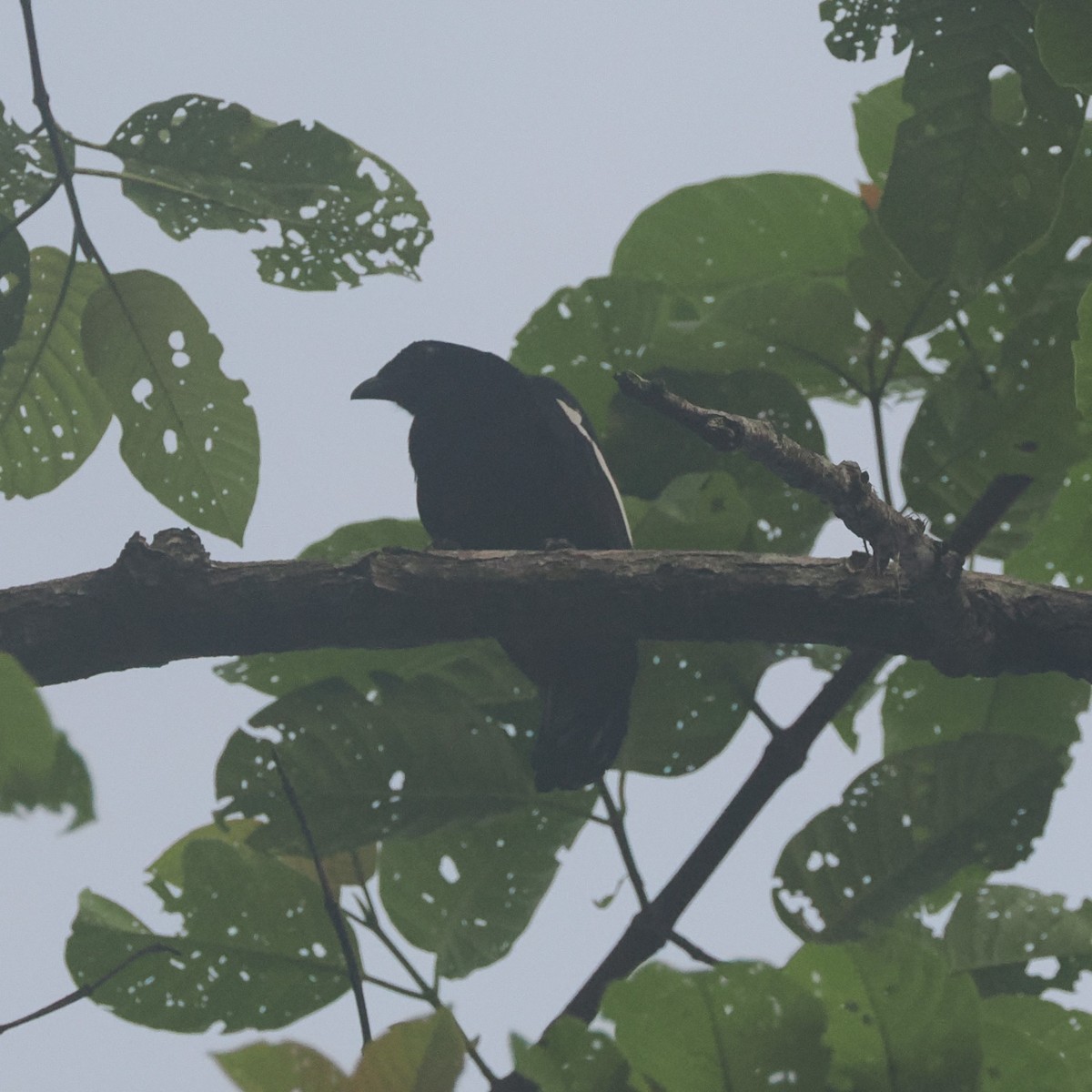 Black Magpie (Malayan) - ML617607506