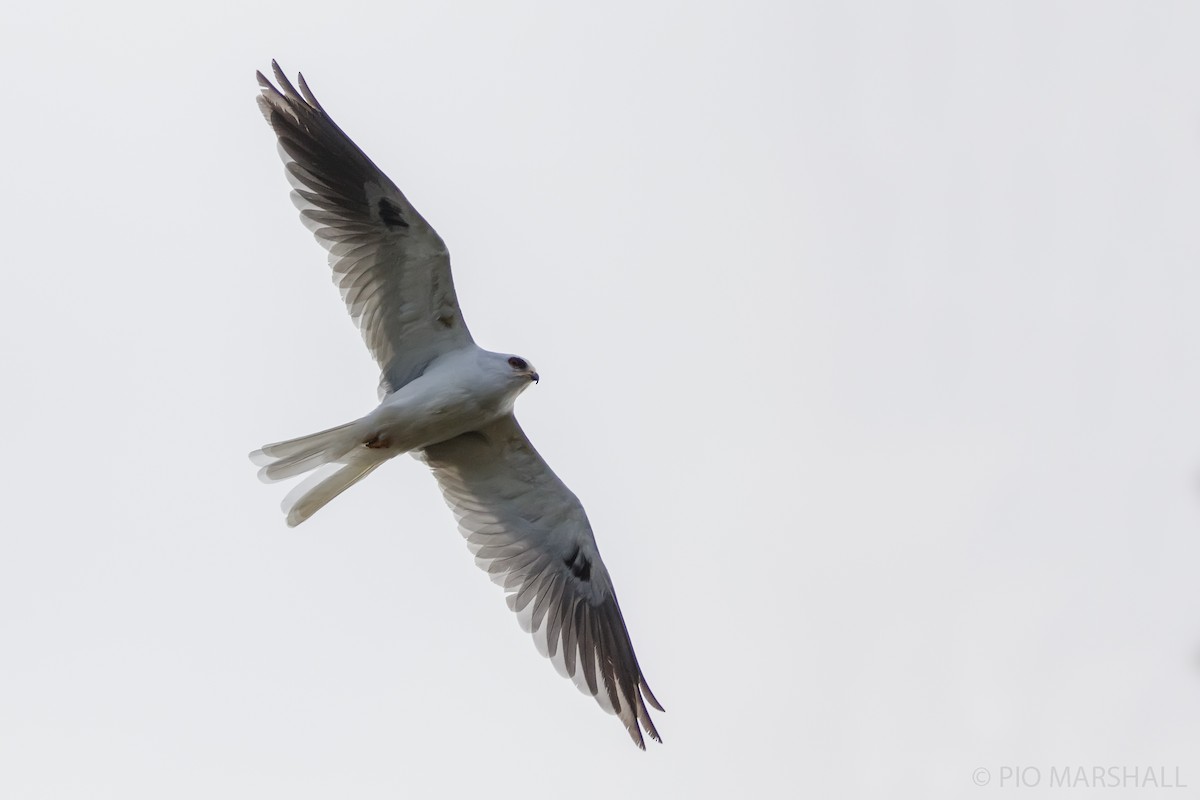 White-tailed Kite - ML617607532