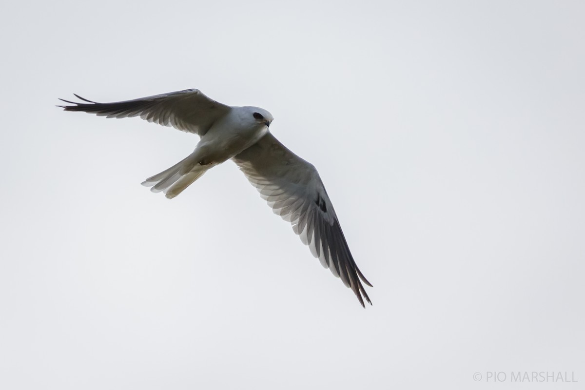 White-tailed Kite - ML617607533
