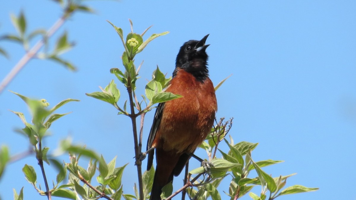 Orchard Oriole - ML617607539