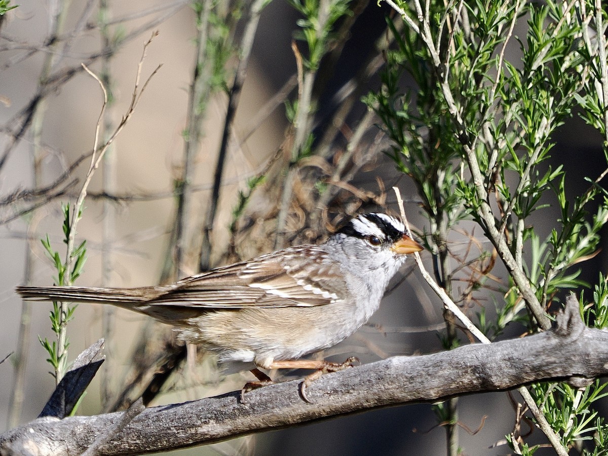 White-crowned Sparrow (Gambel's) - ML617607572