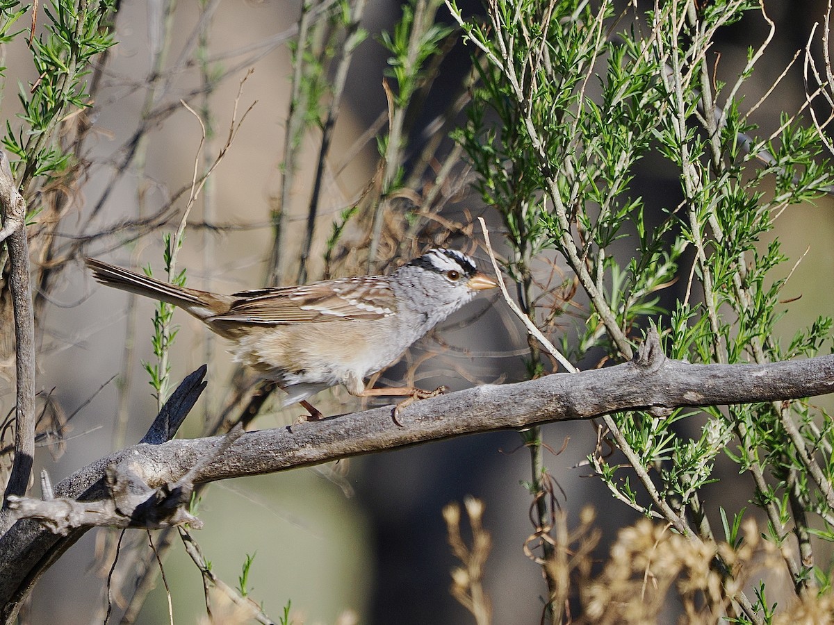 White-crowned Sparrow (Gambel's) - ML617607573