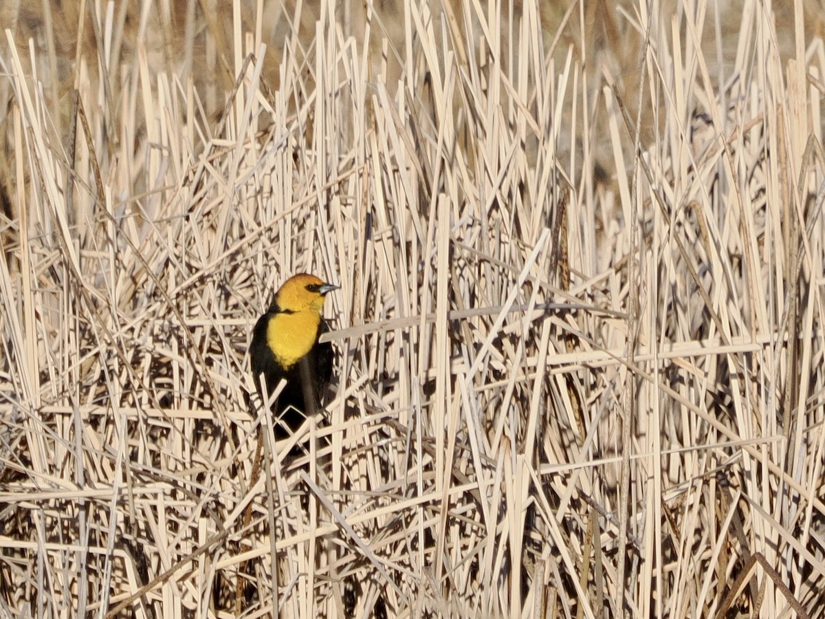 Yellow-headed Blackbird - ML617607584