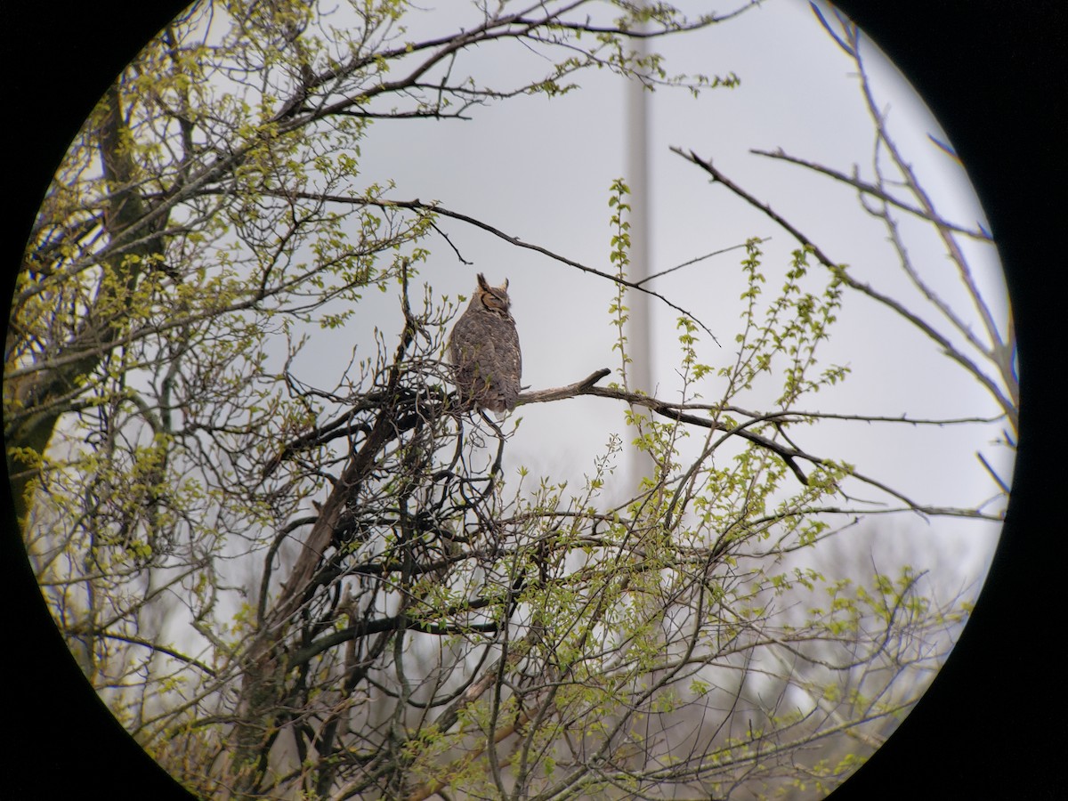 Great Horned Owl - ML617607586