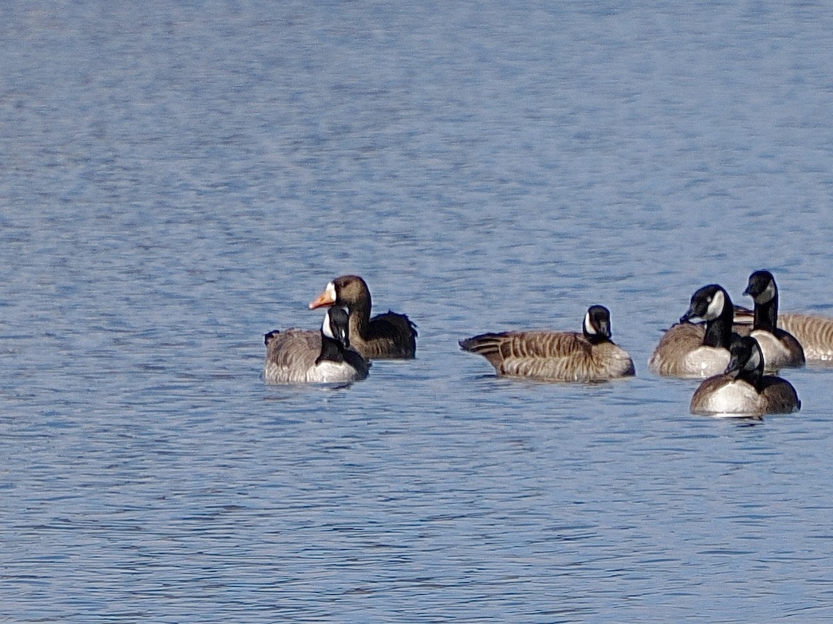 Greater White-fronted Goose (Western) - ML617607593