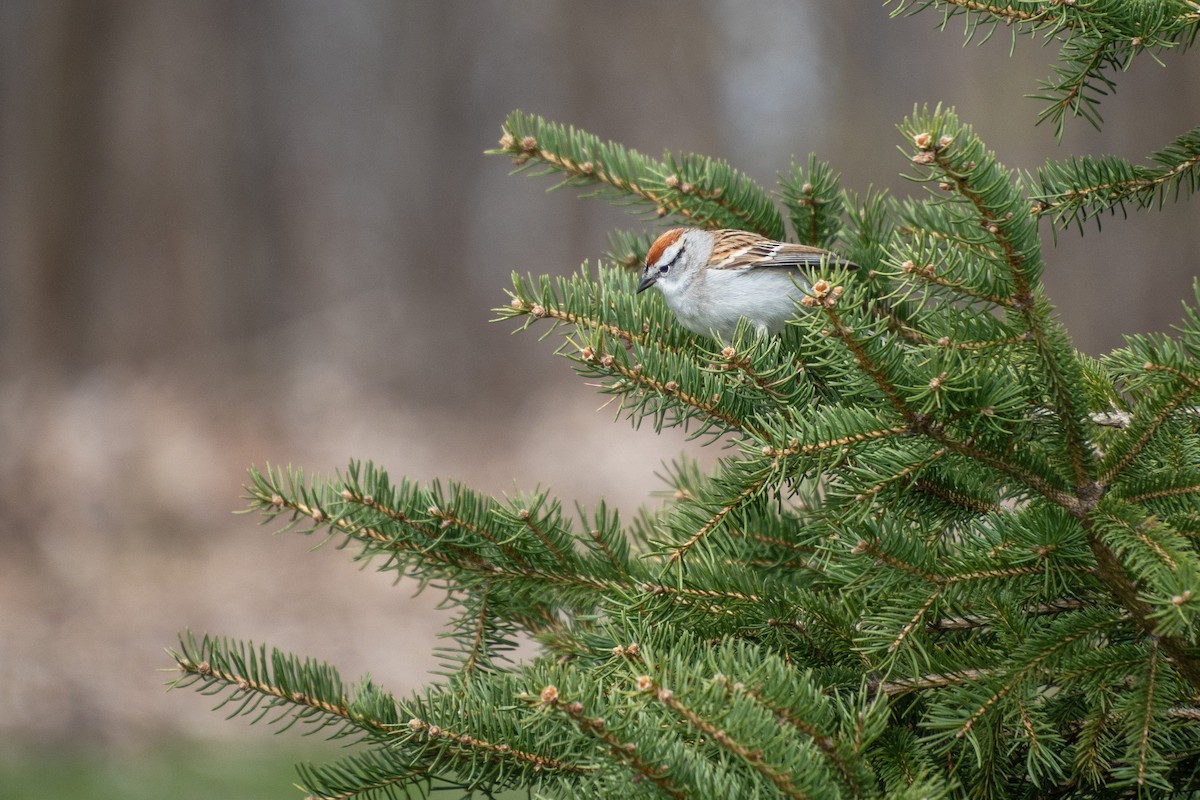 Chipping Sparrow - Roger Roy