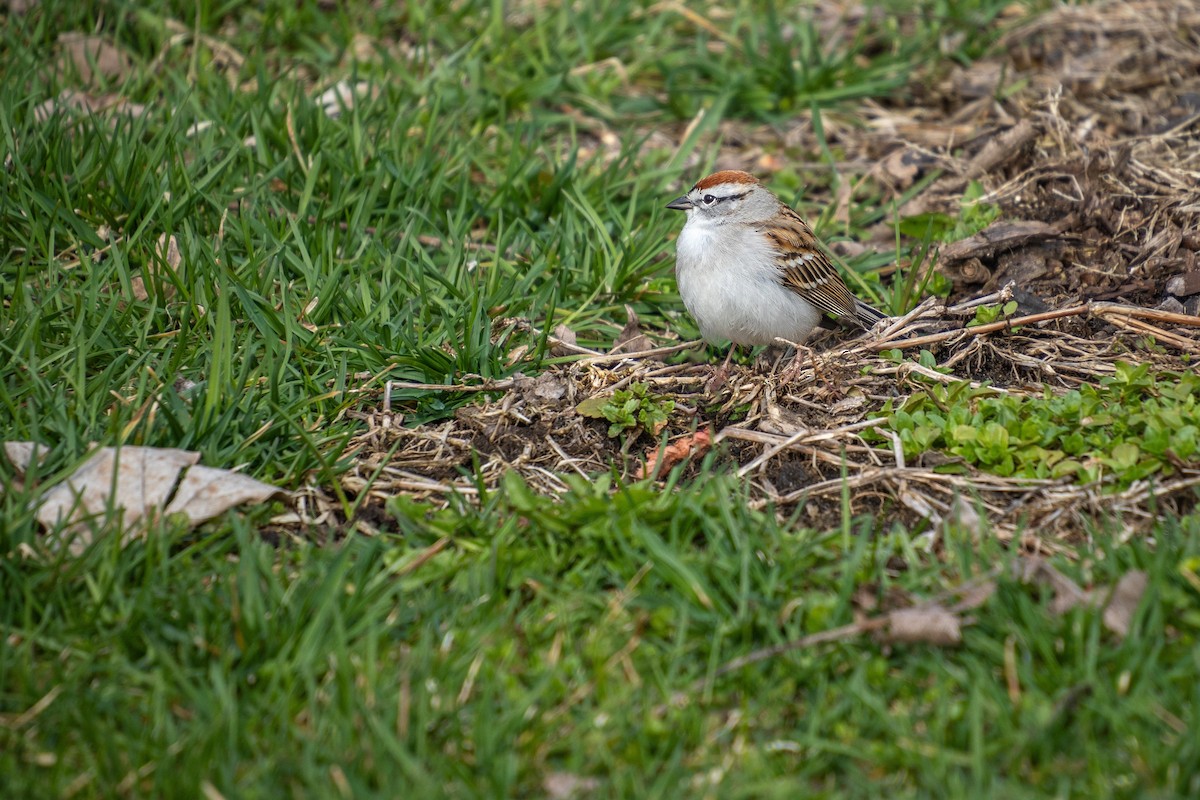 Chipping Sparrow - ML617607703