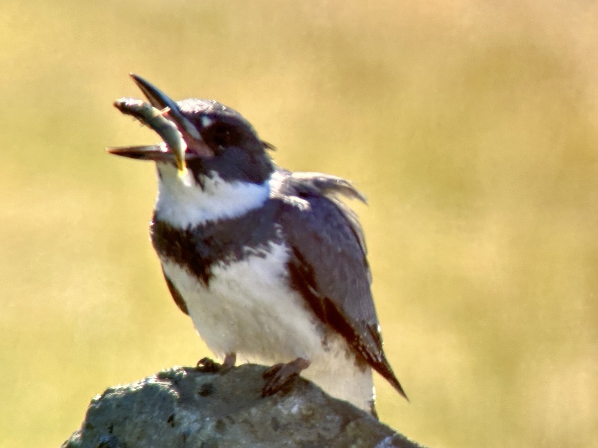 Belted Kingfisher - ML617607795