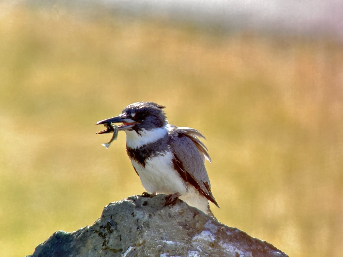 Belted Kingfisher - ML617607797