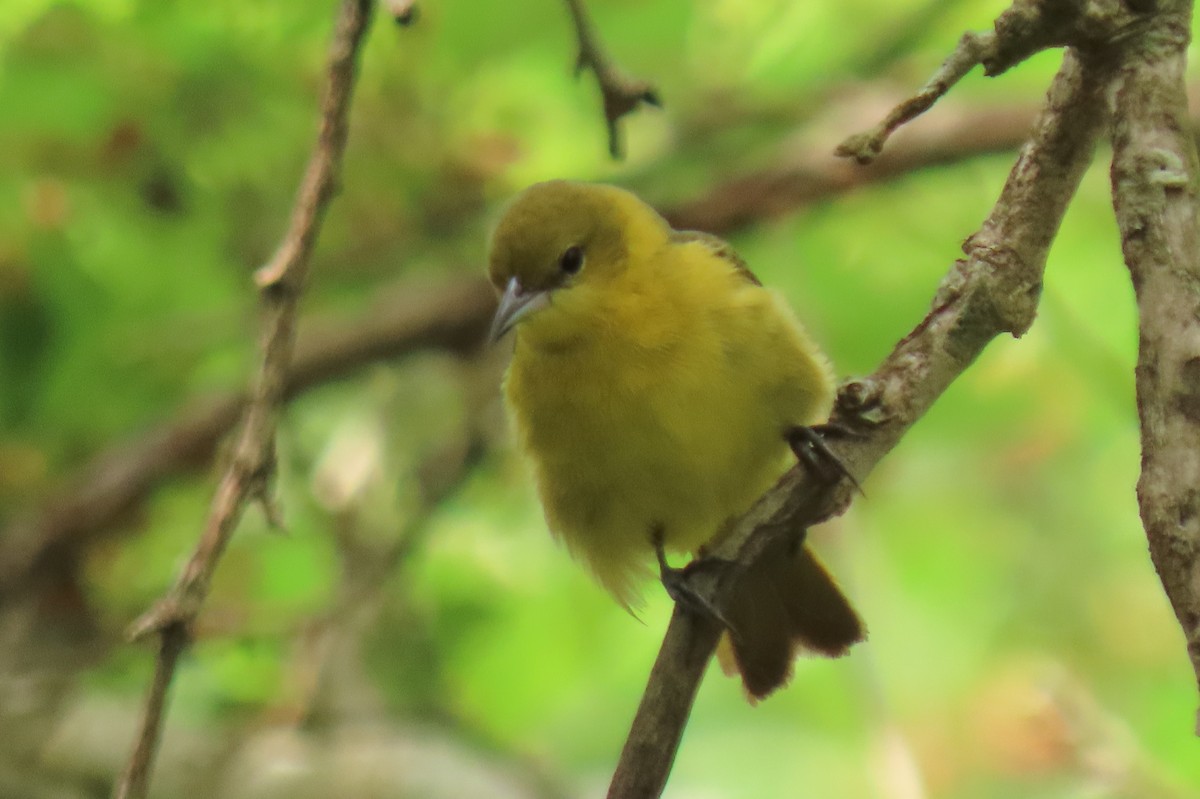Orchard Oriole - ML617607809