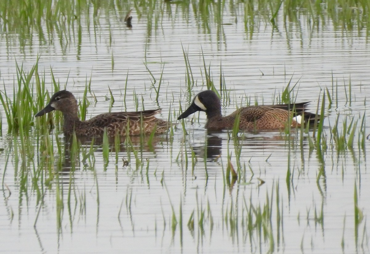 Blue-winged Teal - ML617607820