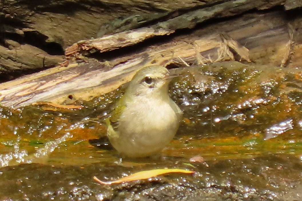 Tennessee Warbler - Becky Marvil