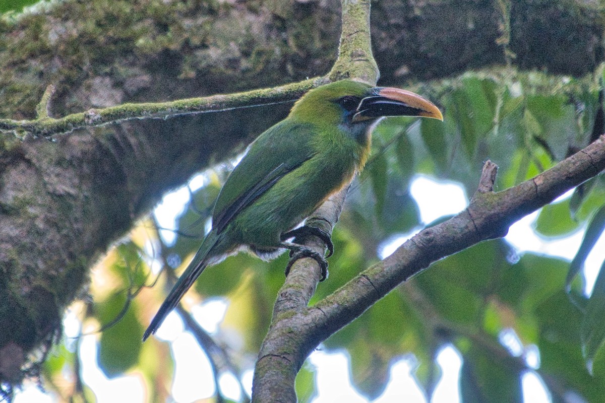 Groove-billed Toucanet (Yellow-billed) - ML617607876