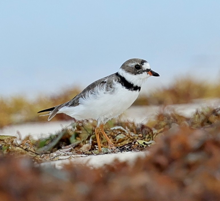 Semipalmated Plover - ML617607919