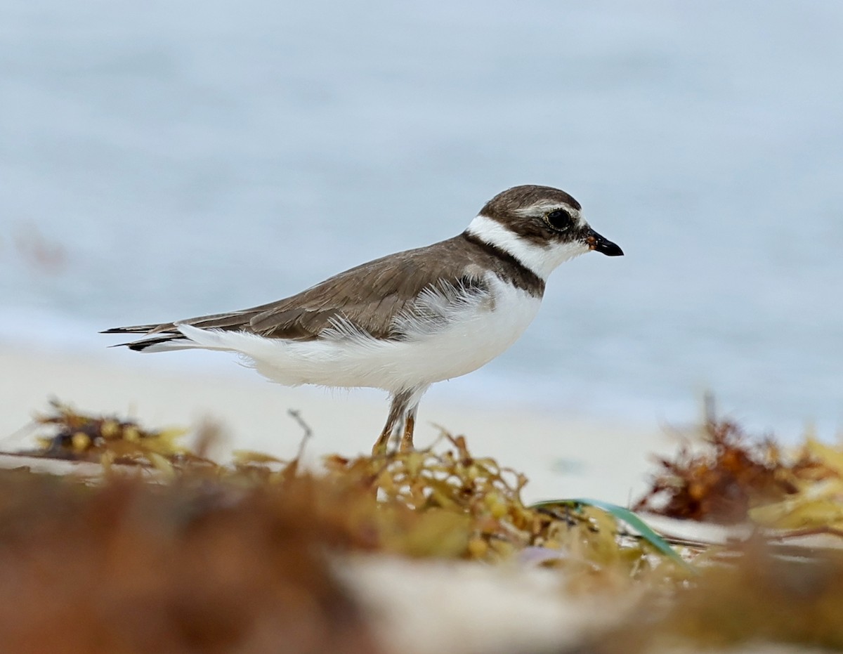 Semipalmated Plover - ML617607920