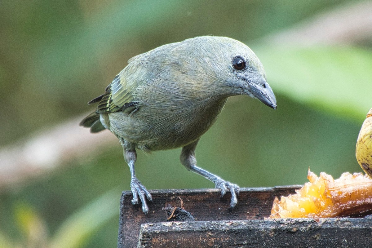 Palm Tanager - ML617607928