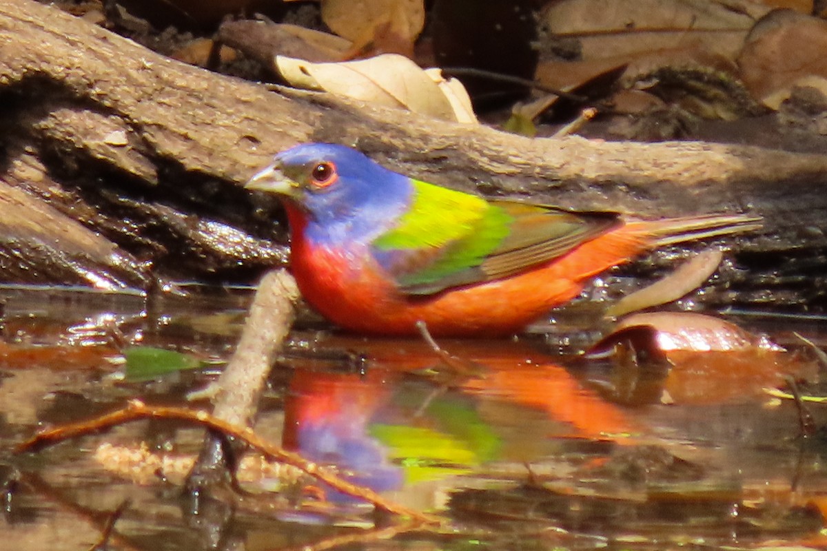 Painted Bunting - Becky Marvil