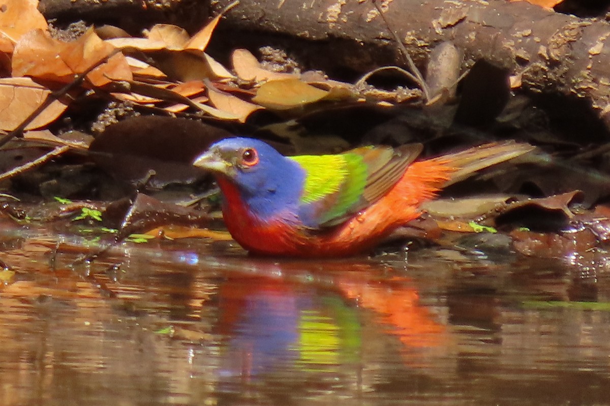 Painted Bunting - Becky Marvil