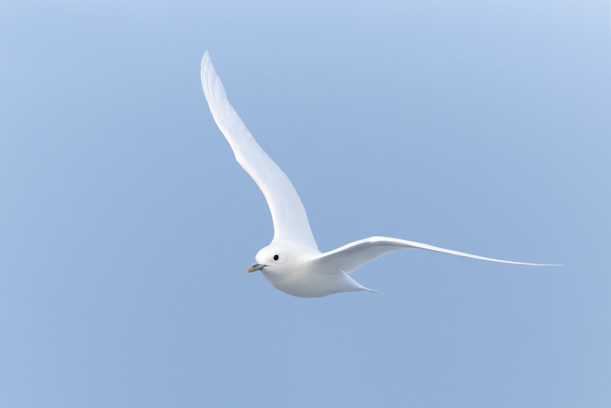 Белая чайка - ML617608016