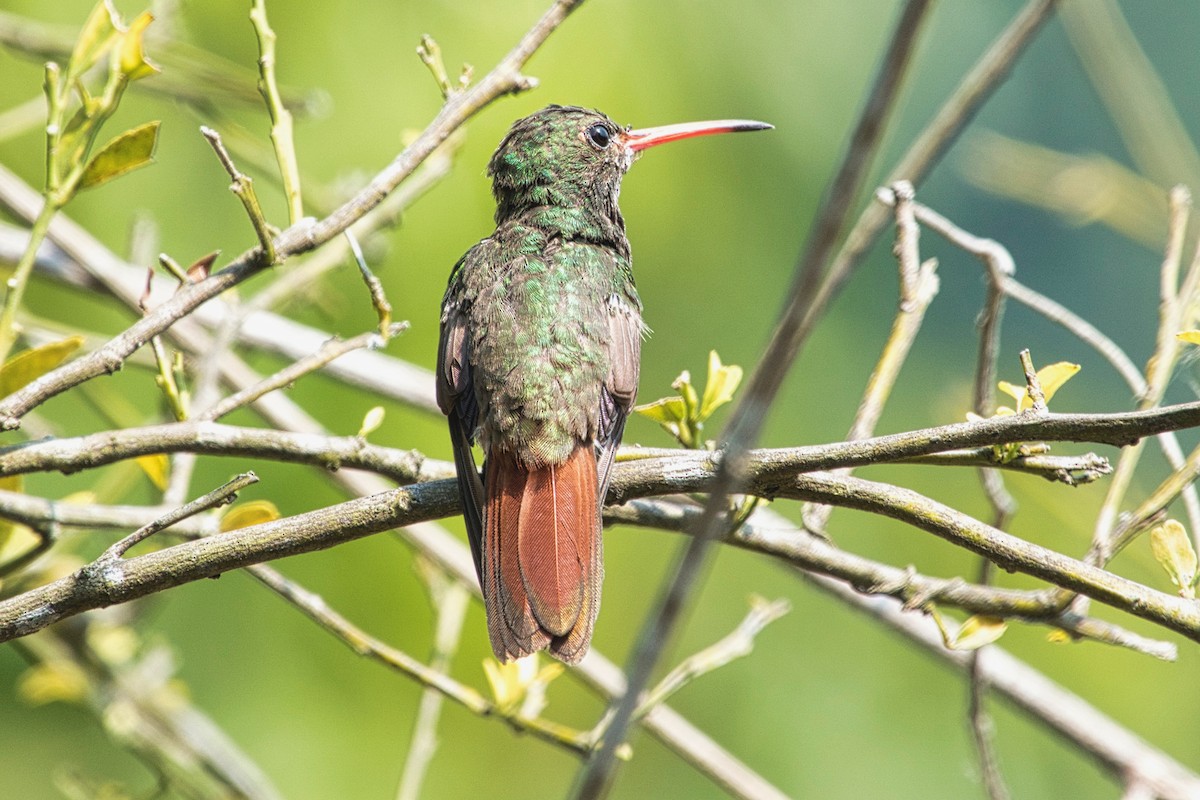 Rufous-tailed Hummingbird - ML617608049