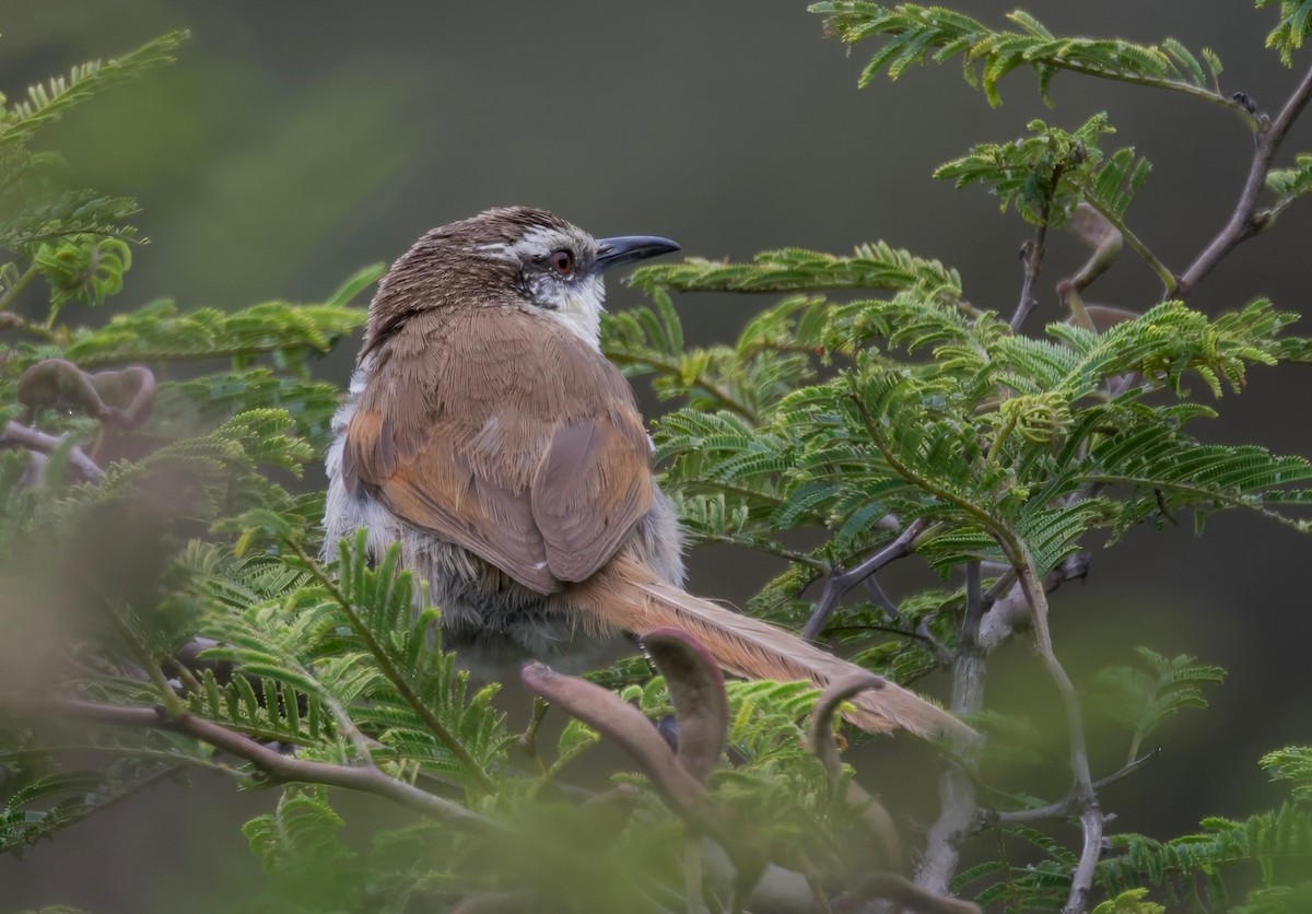 Great Spinetail - ML617608099
