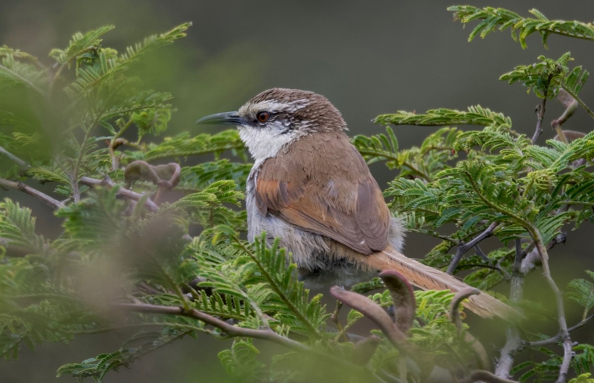 Great Spinetail - ML617608102