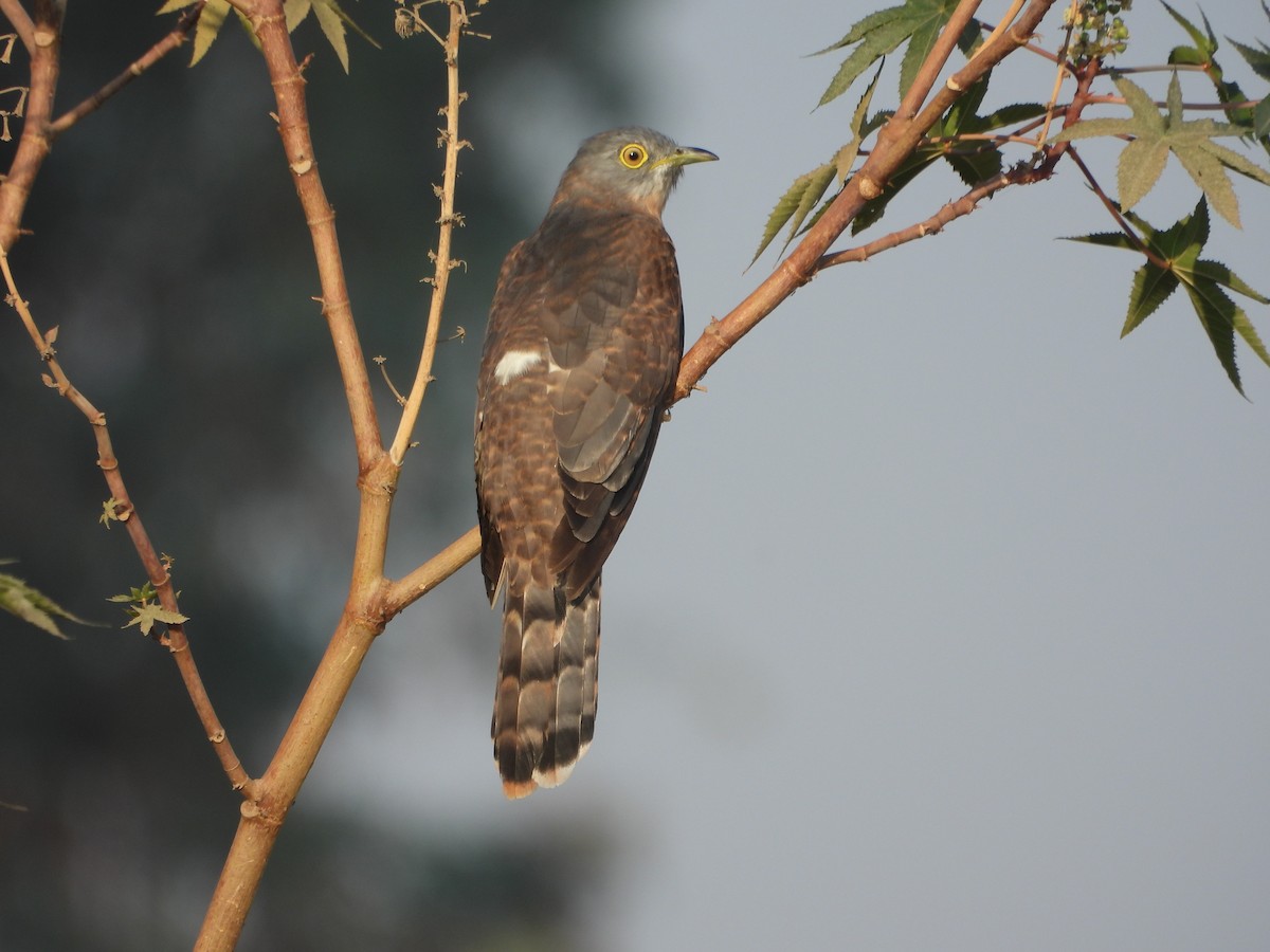 Common Hawk-Cuckoo - Srushti Bokil