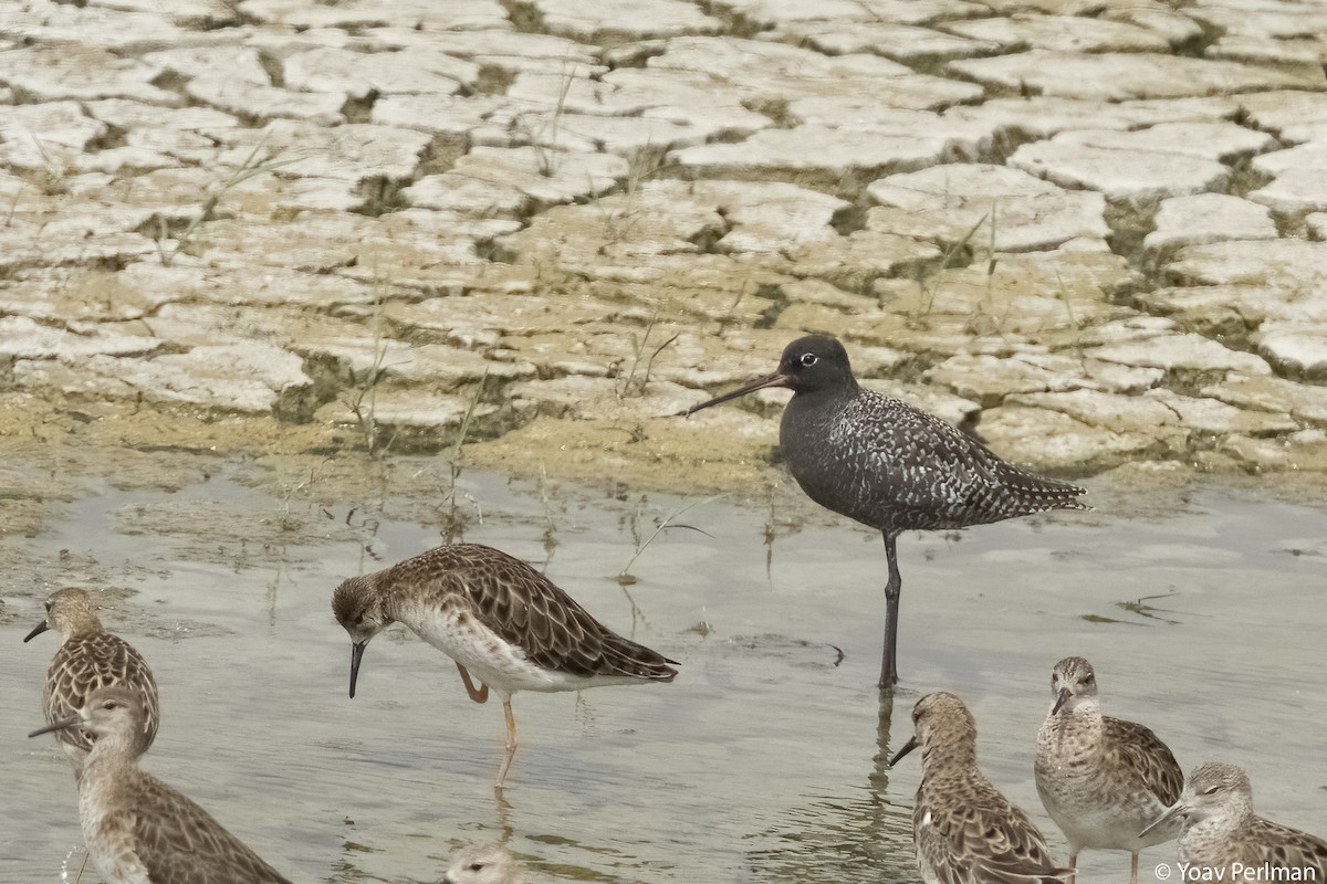 Spotted Redshank - ML617608129