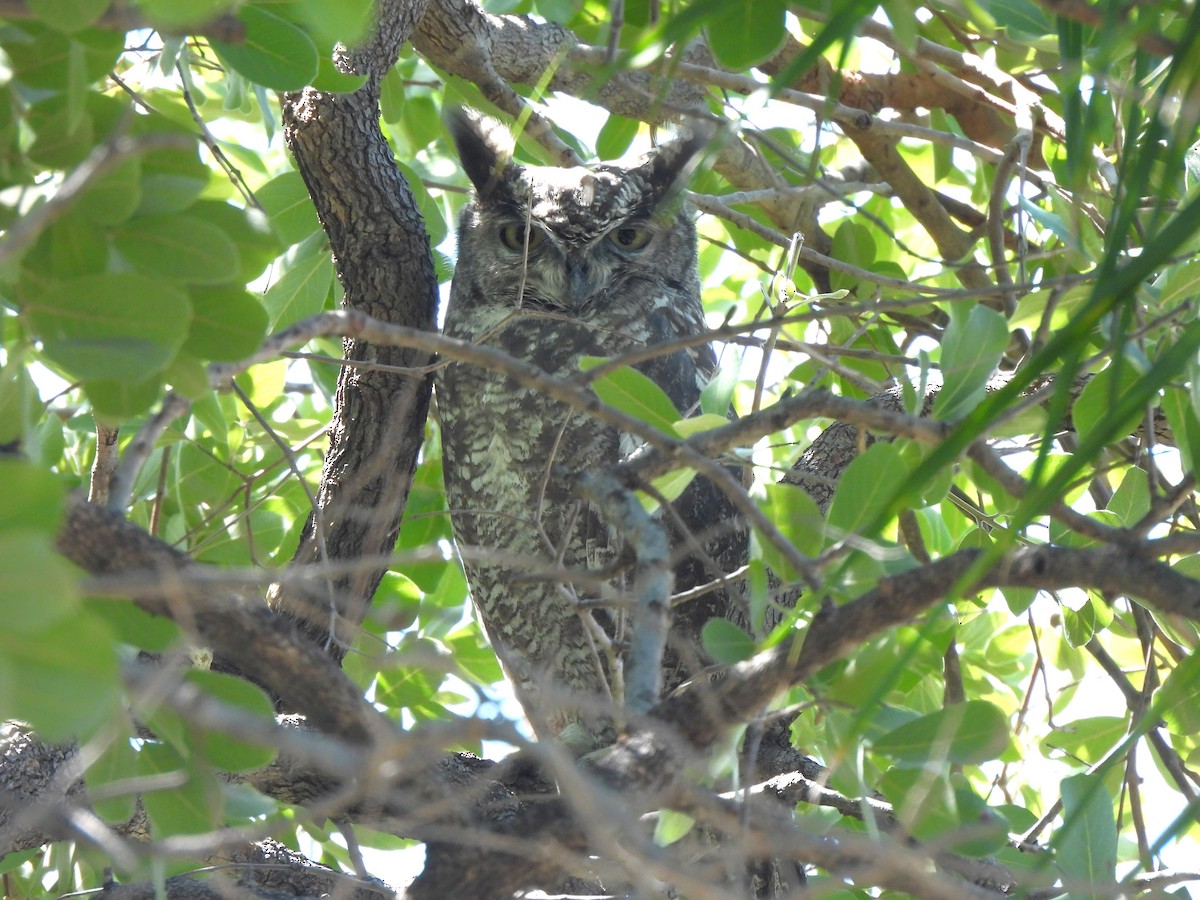 Spotted Eagle-Owl - ML617608134