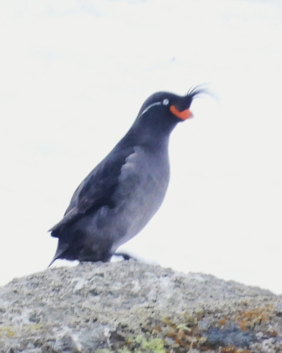 Crested Auklet - ML617608139