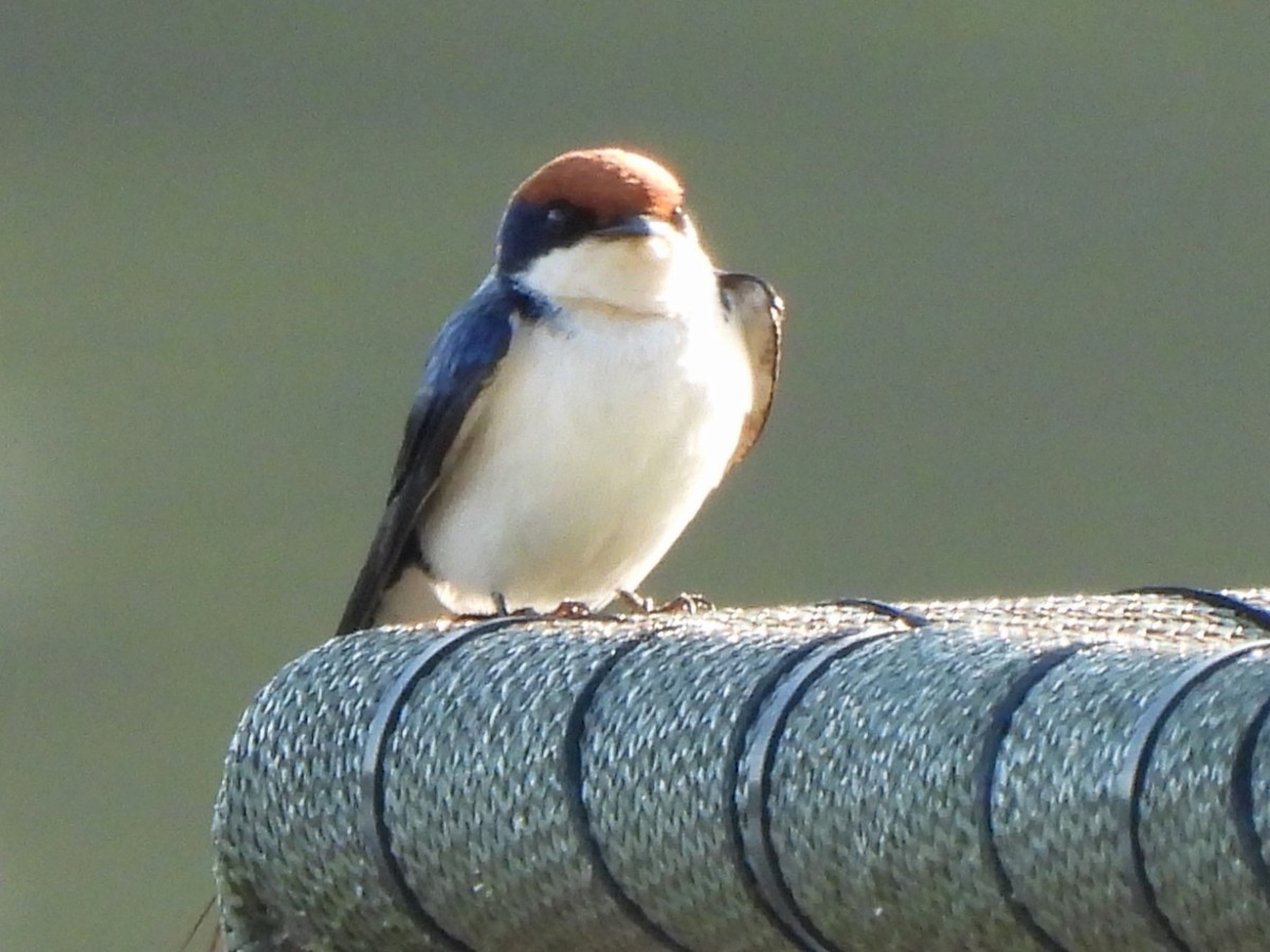 Wire-tailed Swallow - ML617608142