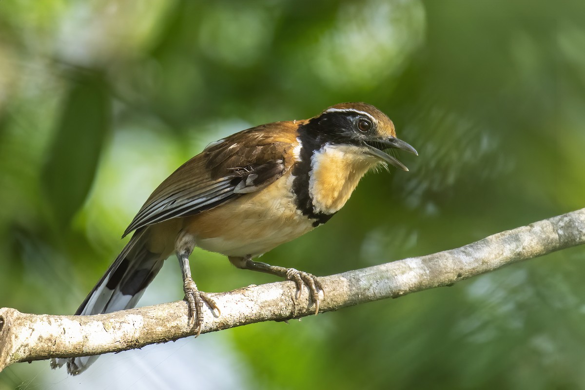 Greater Necklaced Laughingthrush - ML617608195