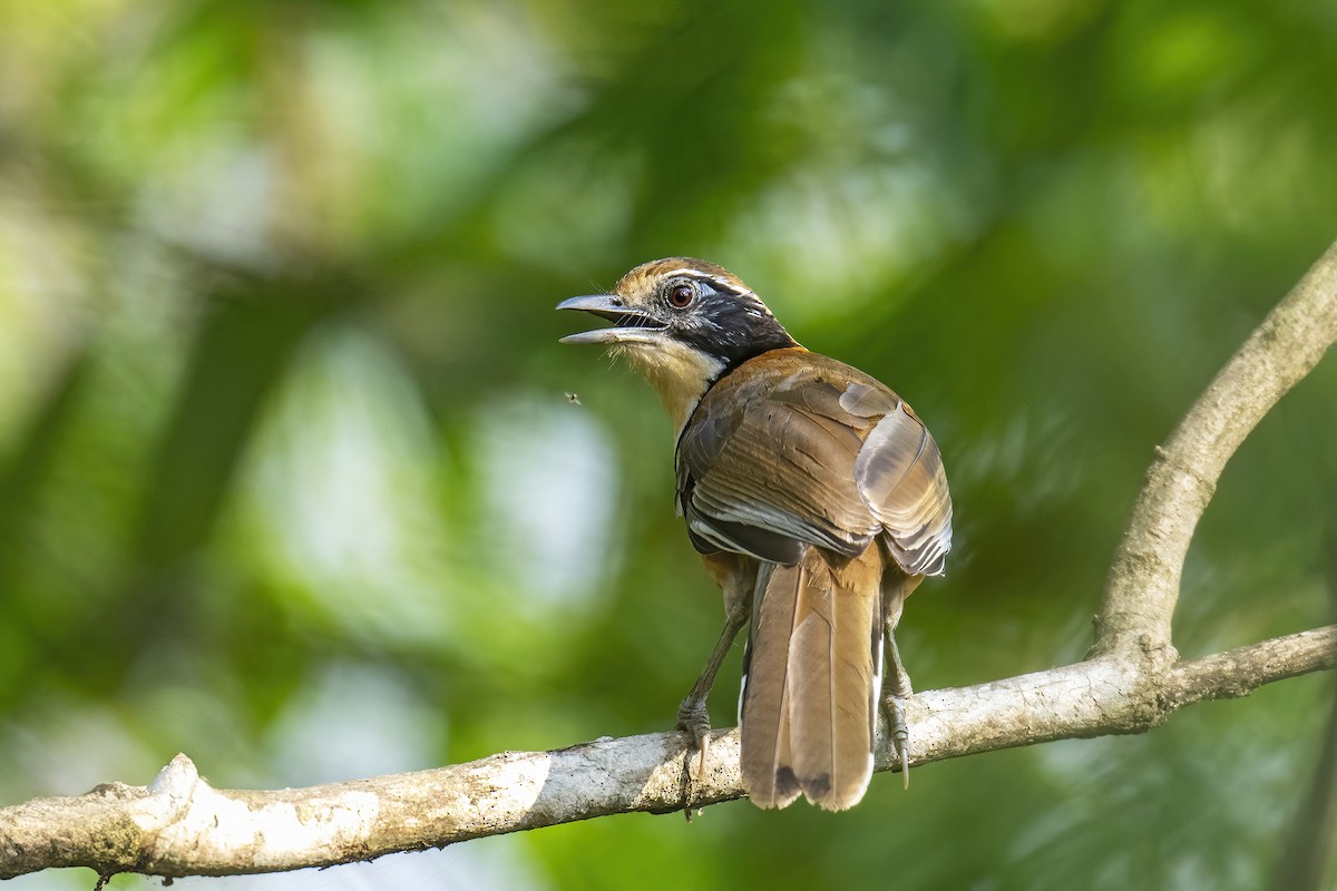 Greater Necklaced Laughingthrush - ML617608196