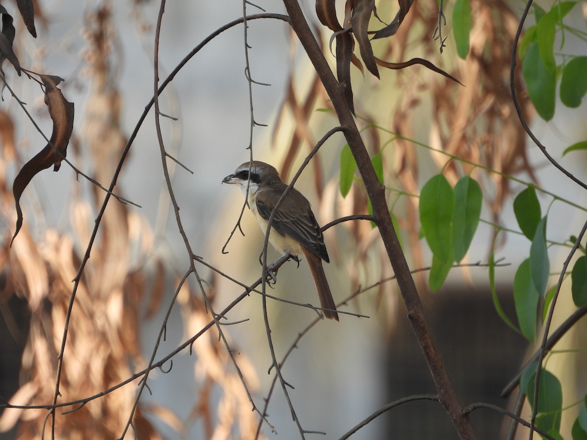 Brown Shrike - Srushti Bokil