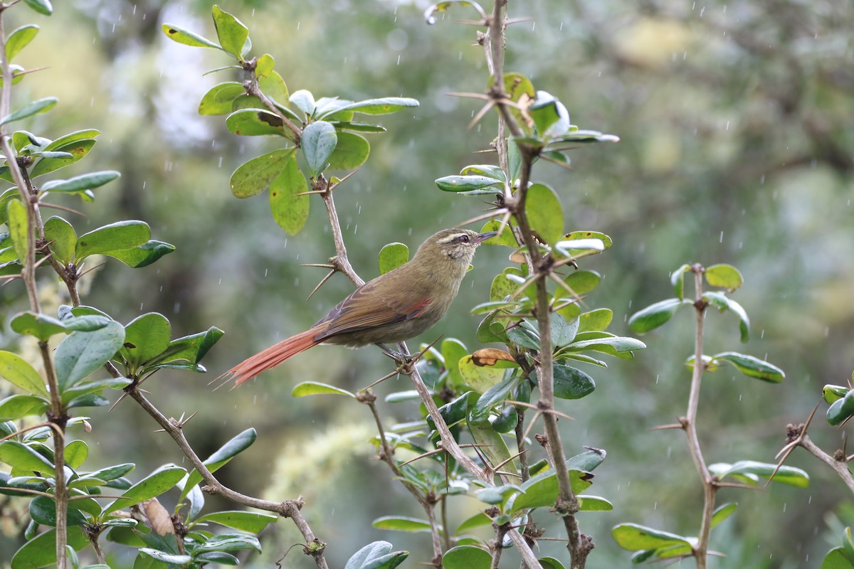 Olive Spinetail - ML617608251