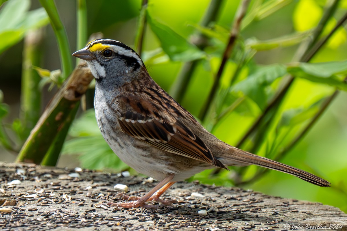 White-throated Sparrow - John Bratcher