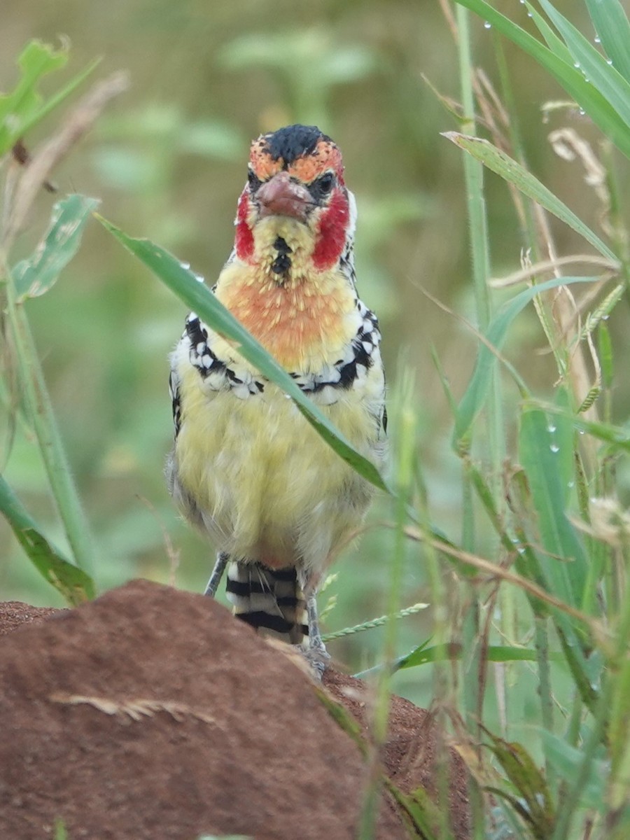Red-and-yellow Barbet - ML617608273