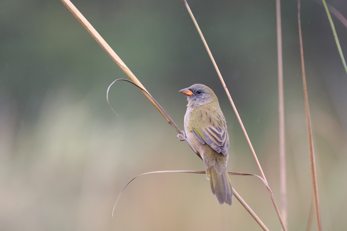 Great Pampa-Finch - Henrique Ressel