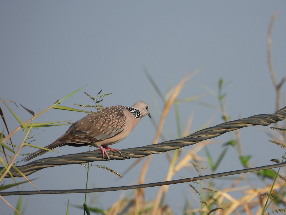 Spotted Dove - ML617608292