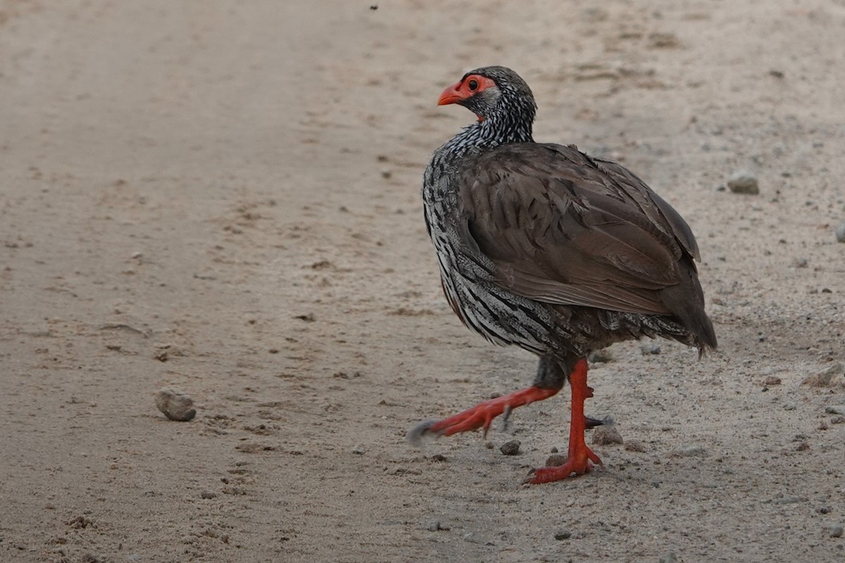 Red-necked Spurfowl (Northern) - ML617608320