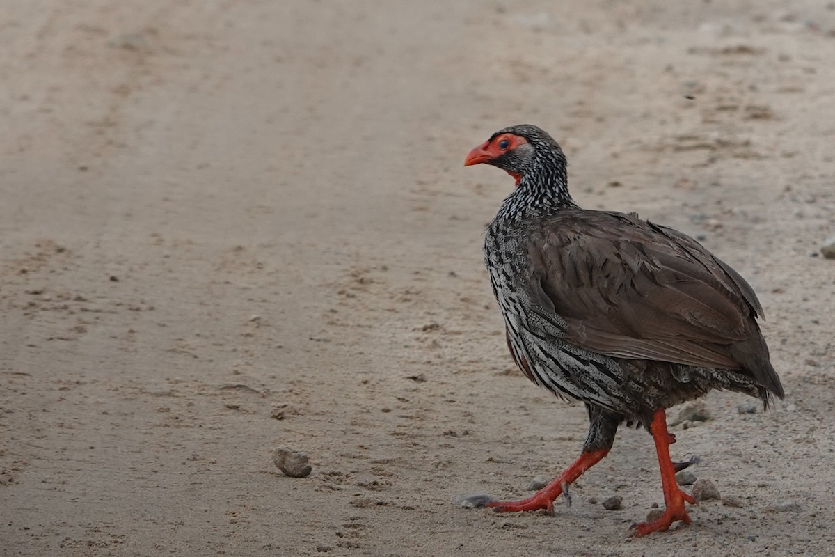 Red-necked Spurfowl (Northern) - ML617608325