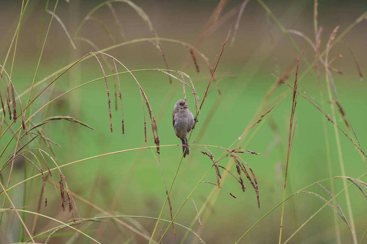 Double-collared Seedeater - Henrique Ressel