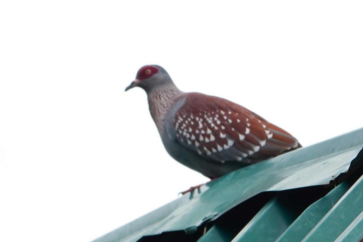 Speckled Pigeon - ML617608369