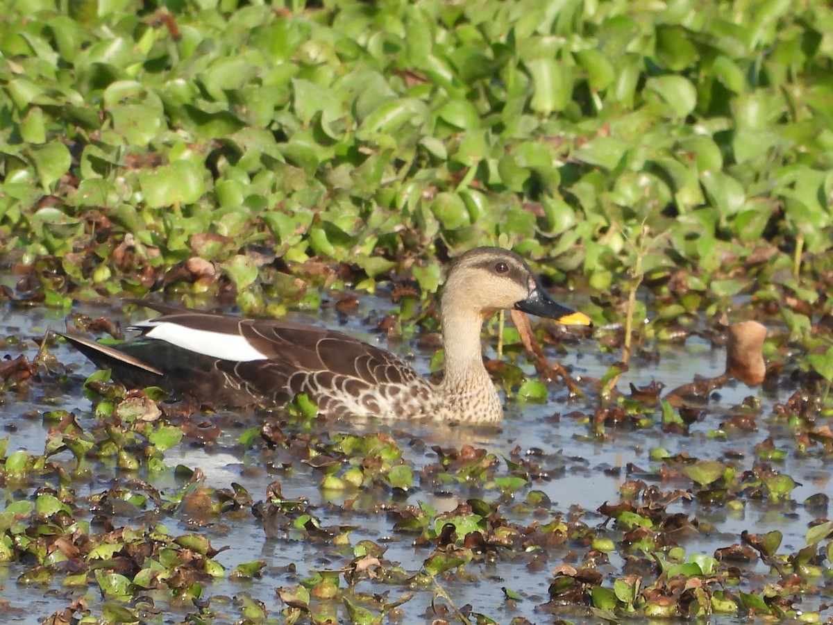 Indian Spot-billed Duck - Srushti Bokil
