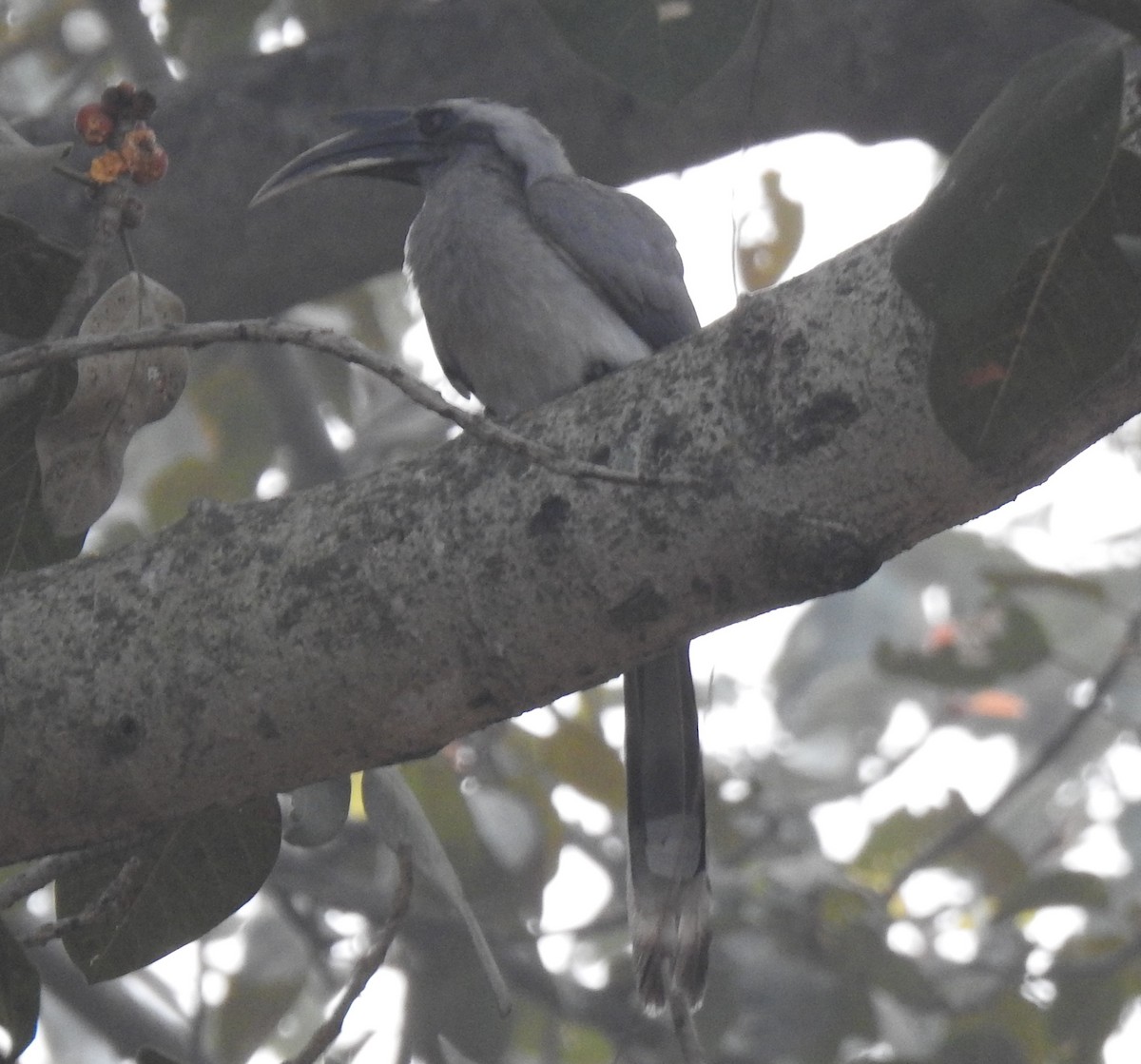 Indian Gray Hornbill - ML617608464