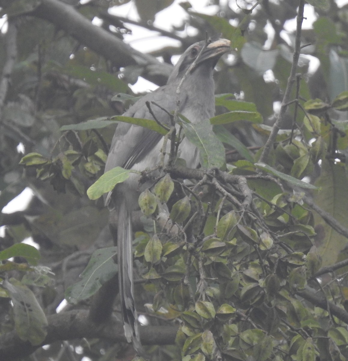 Indian Gray Hornbill - ML617608466