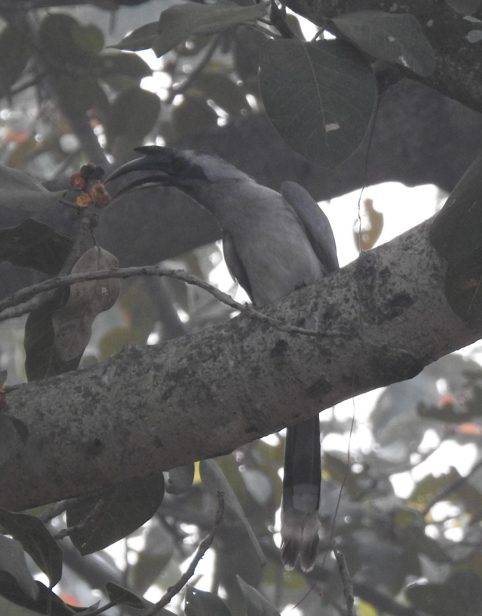 Indian Gray Hornbill - ML617608467