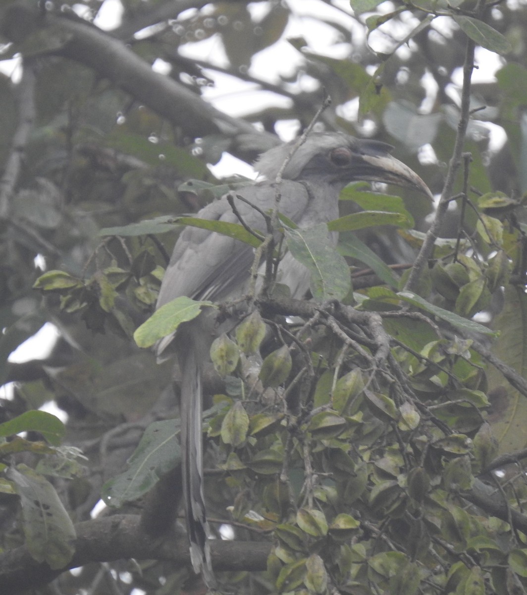 Indian Gray Hornbill - ML617608468
