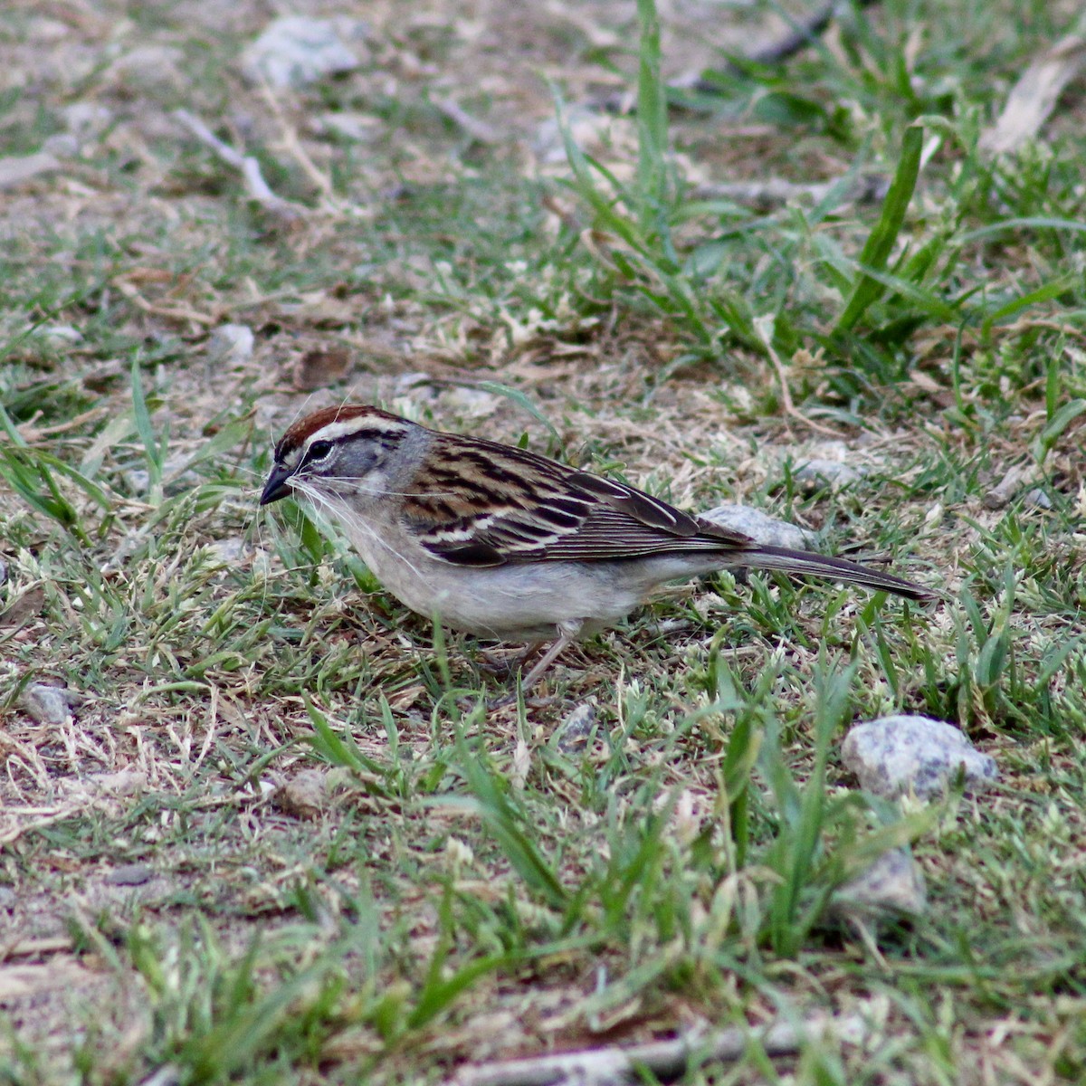 Chipping Sparrow - Brandon Paugh