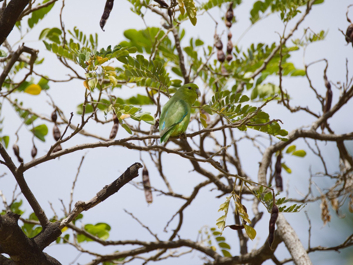 Мексиканский воробьиный попугайчик - ML617608502
